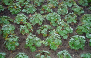 Plantearbejde